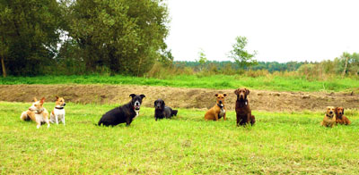 Hundebetreuung Friedrichshain 1
